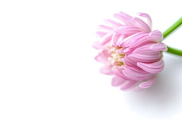 Beautiful delicate pink flower on a clean white background showcasing its soft petals and gentle elegance, ideal for nature and floral themed projects, perfect for various designs