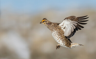 Columbia sharp-tailed grouse flying, western grasslands of Colorado, USA