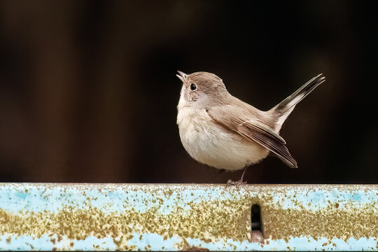 突き出した尻尾が可愛いニシオジロビタキ（ヒタキ科）
英名学名：Red-breasted flycatcher (Ficedula parva)
東京都大田区、多摩川台公園 2025年
