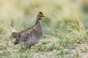 Color stock image of Sharp-tailed grouse