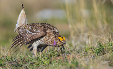 Columbia sharp-tailed grouse courtship display, western prairie, Colorado, USA