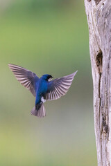 Obraz premium Tree swallow inspecting nest cavity in old snag, Montana, USA