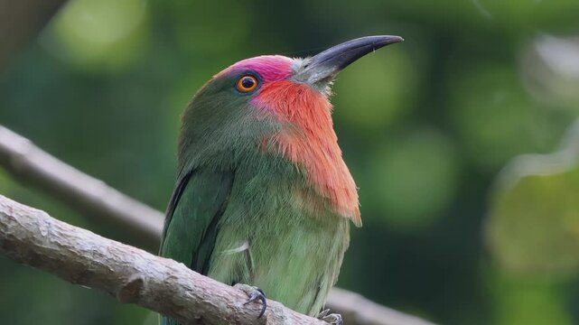 Nature wildlife bird of Red-bearded Bee-eater bird on branch
