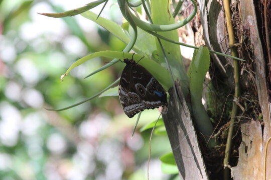 butterfly on the tree
