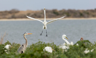 USA, South Texas. Aranas National Wildlife Refuge, great egret alighting at rookery