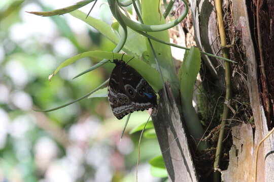 butterfly on a leaf