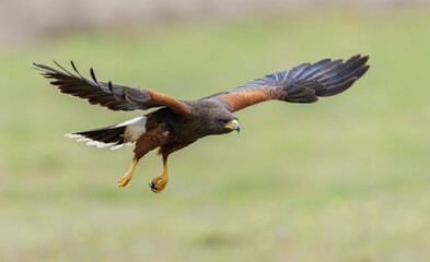 USA, South Texas. Laguna Seca Ranch, Harris's hawk, in flight