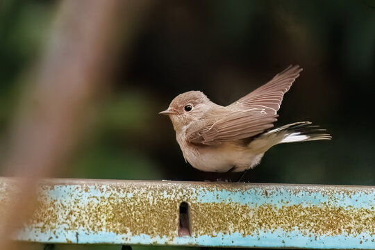 羽ばたき飛び出す、尻尾が可愛いニシオジロビタキ（ヒタキ科）
英名学名：Red-breasted flycatcher (Ficedula parva)
東京都大田区、多摩川台公園 2025年

