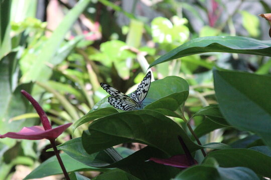 butterfly on a leaf
