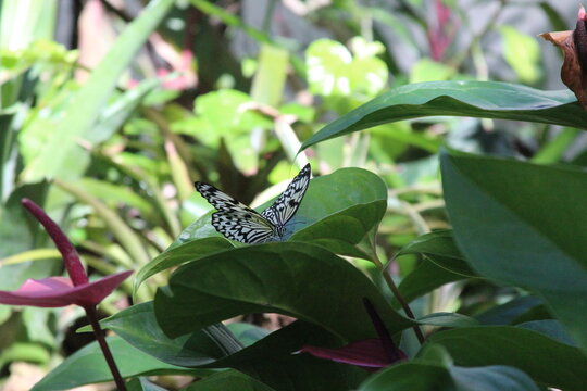 butterfly on a leaf