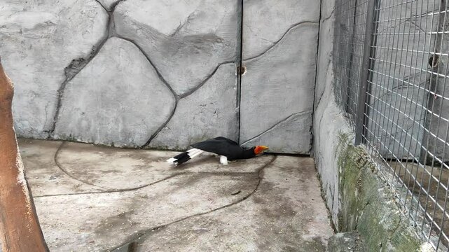 Rangkong Badak, This bird is one of the largest types of hornbills. This bird also lives in the forests of Sumatra, and Java.