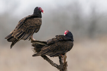 USA, South Texas. Turkey vulture pair