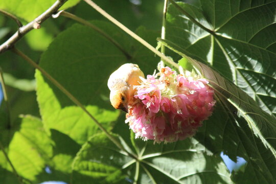 yellow bird on a flower
