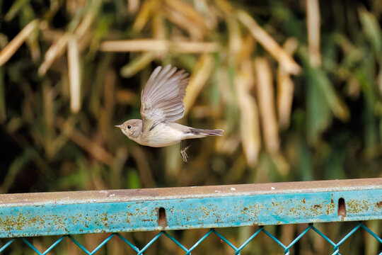 羽ばたき飛び出す、尻尾が可愛いニシオジロビタキ（ヒタキ科）
英名学名：Red-breasted flycatcher (Ficedula parva)
東京都大田区、多摩川台公園 2025年
