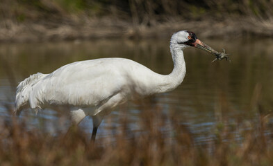 USA, South Texas. Aranas National Wildlife Refuge, whooping crane with meal