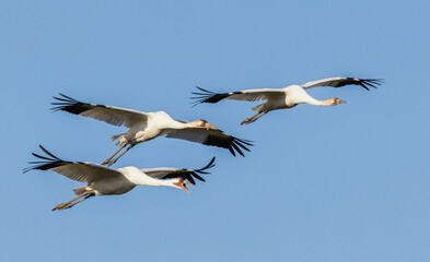 USA, South Texas. Aranas National Wildlife Refuge, whooping crane family calling