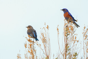 USA, Washington State. Western bluebird pair
