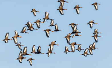 USA, South Texas. Aranas National Wildlife Refuge, black-bellied whistling ducks