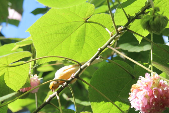 yellow bird on a flower