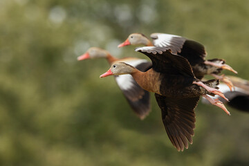 USA, South Texas. Aranas National Wildlife Refuge, black-bellied whistling ducks alighting