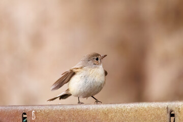 羽ばたき飛び出す、尻尾が可愛いニシオジロビタキ（ヒタキ科）
英名学名：Red-breasted flycatcher (Ficedula parva)
東京都大田区、多摩川台公園 2025年
