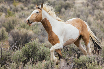 Fototapeta premium Wild horse on the move