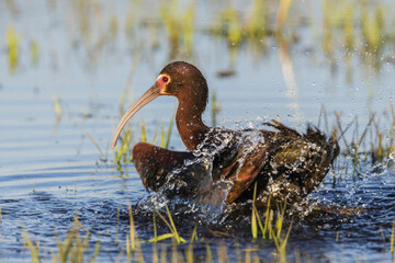 White-faced ibis bathing, Oregon wetlands, USA