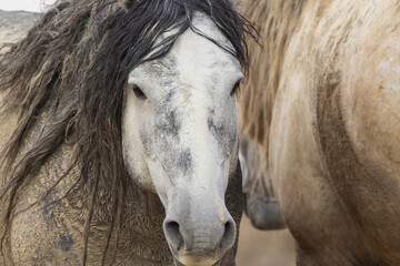 Color stock image of Wild mustang stallions