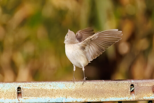羽ばたき飛び出す、尻尾が可愛いニシオジロビタキ（ヒタキ科）
英名学名：Red-breasted flycatcher (Ficedula parva)
東京都大田区、多摩川台公園 2025年
