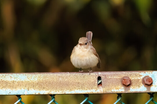 突き出した尻尾が可愛いニシオジロビタキ（ヒタキ科）
英名学名：Red-breasted flycatcher (Ficedula parva)
東京都大田区、多摩川台公園 2025年
