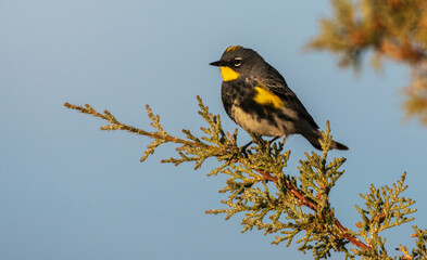 Color stock image of Yellow-rumped warbler