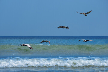 Pelicans in flight over surf