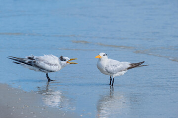 Royal Tern couple on the beach