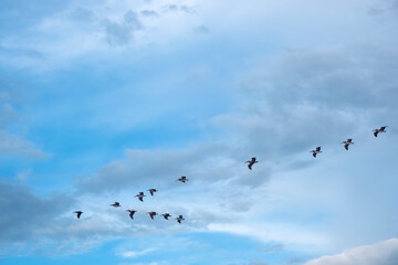 Brown pelicans flying in formation