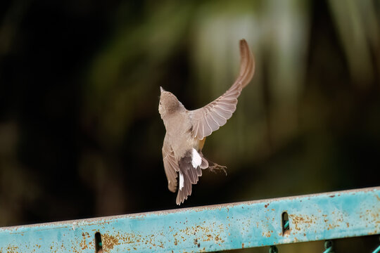 羽ばたき飛び出す、尻尾が可愛いニシオジロビタキ（ヒタキ科）
英名学名：Red-breasted flycatcher (Ficedula parva)
東京都大田区、多摩川台公園 2025年
