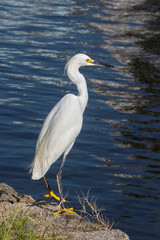 Snowy egret