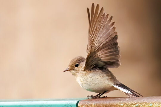 羽ばたき飛び出す、尻尾が可愛いニシオジロビタキ（ヒタキ科）
英名学名：Red-breasted flycatcher (Ficedula parva)
東京都大田区、多摩川台公園 2025年

