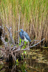 Tricolored heron