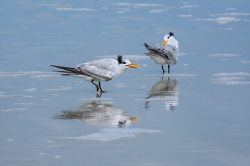 Royal Terns