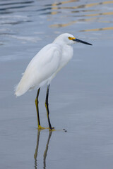 Snowy egret