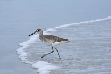Willet, shorebird