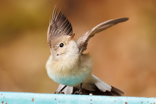 羽ばたき飛び出す、尻尾が可愛いニシオジロビタキ（ヒタキ科）
英名学名：Red-breasted flycatcher (Ficedula parva)
東京都大田区、多摩川台公園 2025年
