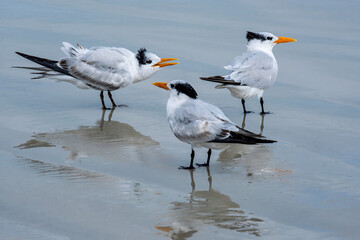 Royal Terns