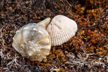 True Whelk shell and cockle among Broad-leafed gulfweed