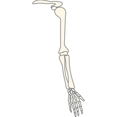anatomy human bone and muscles
