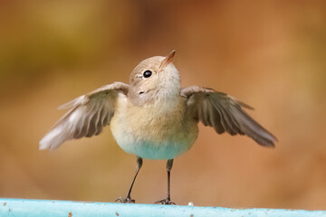 羽ばたき飛び出す、尻尾が可愛いニシオジロビタキ（ヒタキ科）
英名学名：Red-breasted flycatcher (Ficedula parva)
東京都大田区、多摩川台公園 2025年
