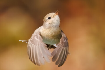 羽ばたき飛び出す、尻尾が可愛いニシオジロビタキ（ヒタキ科）
英名学名：Red-breasted flycatcher (Ficedula parva)
東京都大田区、多摩川台公園 2025年
