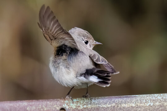 羽ばたき飛び出す、尻尾が可愛いニシオジロビタキ（ヒタキ科）
英名学名：Red-breasted flycatcher (Ficedula parva)
東京都大田区、多摩川台公園 2025年
