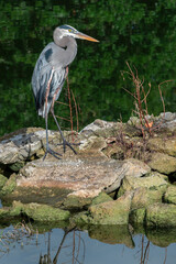 Great blue heron