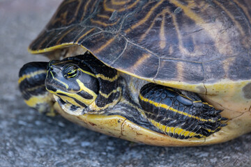 Peninsula Cooter, fresh water turtle
